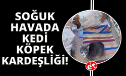 Soğuk hava kedi ve köpeği aynı yuvada buluşturdu