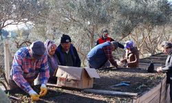 Menderes'te salep umudu