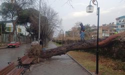 Salihli'yi fırtına vurdu, ağaçlar devrildi, çatılar uçtu