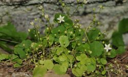 İzmir’de yeni bitki türü keşfedildi