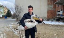 Sokakta gezerken pelikan buldu