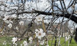 Datça’da badem ağaçları kış ortasında çiçek açtı
