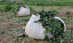 Aydın’da soğuk hava sebzeyi vurdu, tarlada verim düştü