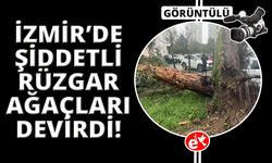 İzmir'de fırtına ağaçları devirdi: 5 araç hasar gördü
