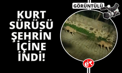 Bodrum'da kurt sürüsü görüntülendi