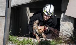 Afetlerde mahsur kalan hayvanlar unutulmayacak