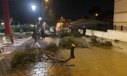 Yarım asırlık çam ağacı fırtınaya dayanamadı