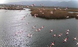 Eber Gölü'ndeki flamingolar görsel şölen sundu