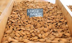 Datça Nurlu Bademi için Muğla Büyükşehir Belediyesi tesis kuruyor