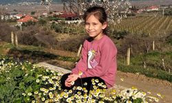 Manisa'da bademler çiçek açtı papatyalar tarlaları süsledi