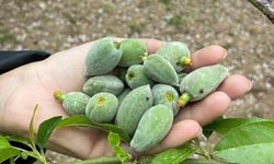 Datça'nın ünlü ‘çağla badem'i tezgaha inmeye hazır