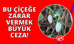 Bu çiçeği koparmanın bedeli dudak uçuklatıyor