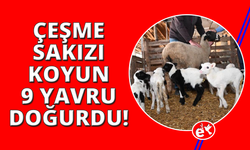 Denizli'de Çeşme Sakızı cinsi koyun 9 doğurdu
