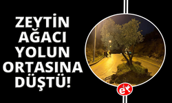 Dağdan kopan zeytin ağacı karayolunu ikiye böldü