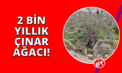 Bodrum’da 2 bin yıllık dev çınar keşfedildi