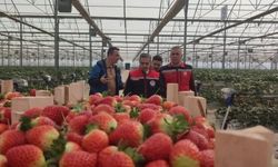 Aydın’da çilek hasadı başladı