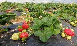 Köprübaşı çileği altın sezonunu yaşıyor