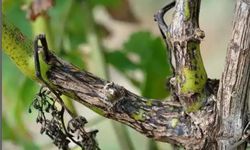 Manisa’da bağcılara ‘Ölükol’ uyarısı