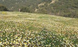 Dağlar çiçek açtı, arıcılar umutlandı