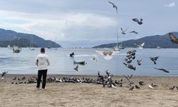 Marmaris’te güvercinler kışın boşalan sahili mesken tuttu