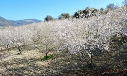 Manisa'da badem ağaçları çiçeklerle bezendi