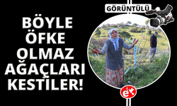Böyle öfke görülmedi, yüzlerce incir ve zeytin ağacını kestiler