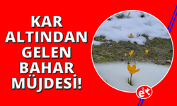 Kar ve çiçek açan çiğdemler yan yana