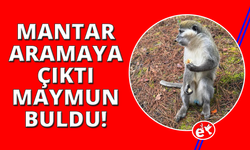 Mantar aramak için çıktığı doğada maymun buldu