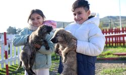 Doğa ve patili dostlar şifa dağıtıyor