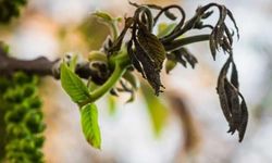 Salihli’de ceviz üreticilerine antraknoz uyarısı