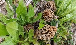 Hisarcık’ta kuzugöbeği sezonu açıldı