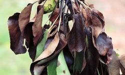 Meyve üreticilerine ateş yanıklığı uyarısı