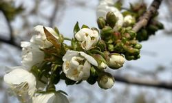 Manisa'da ‘Monilya’ tehlikesi