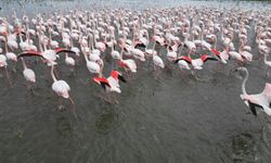 Eber Gölü'nde görsel şölen: Flamingolar renkli görüntüler oluşturdu