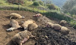 Aydın'da kurt saldırısı vatandaşları tedirgin etti