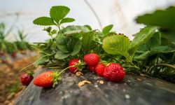 Köprübaşı çileği bu sene de çiftçinin yüzünü güldürdü