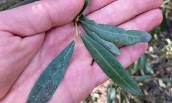 Salihli'de ‘Halkalı leke' uyarısı