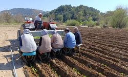Manisa'da tütün  mesaisi başladı