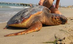 Kuşadası Körfezi'nde ‘deniz kaplumbağası' alarmı