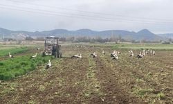 Çiftçinin doğal mesai arkadaşları iş başında
