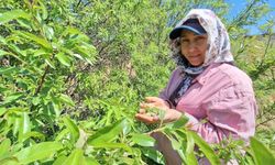 Çağla badem üreticisinin yüzünü güldürdü