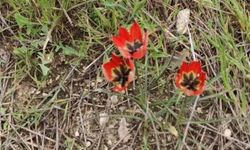 Denizli'de anemon lalesi yetişti