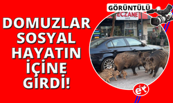 İzmir'de domuzlar sosyal hayatın parçası olmaya başladı