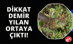 Demir yılan Denizli'de ortaya çıktı