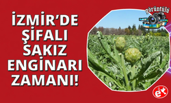 Karaciğer dostu tescilli sakız enginarı tarladan sofralara uzanıyor
