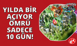 Bu lalenin ömrü 10 gün, koparmanın cezası araba parası