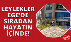 Leylekler Ege'de hayatın parçası oldu.