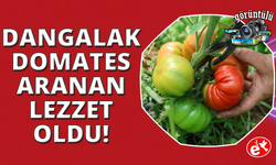 Dangalak domatesin hasadı başladı