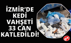 Poşetler içinde bulunan 33 ölü kedi ile ilgili soruşturma başlatıldı
