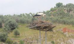 Elektrik telleri üzerine yuva yapan leylekler için, yeni yuva yapıldı
